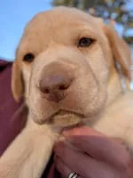 Waylon, a male Labrador Retriever for sale in Erwin, NC – Photo 2 of 4