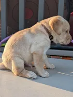 Waylon, a male Labrador Retriever for sale in Erwin, NC – Photo 4 of 4