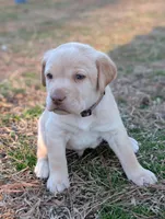 Waylon, a male Labrador Retriever for sale in Erwin, NC – Photo 3 of 4