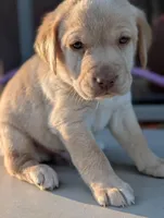 Waylon, a male Labrador Retriever for sale in Erwin, NC – Photo 1 of 4