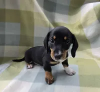 Toastato, a female Dachshund for sale in Crosby, TX – 4 of 4
