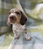 Sundrop, a female Dachshund for sale in Crosby, TX – 7 of 7