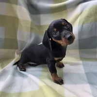 Mya, a female Dachshund for sale in Crosby, TX – 2 of 5