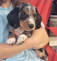 TUK, a male Dachshund for sale in Crosby, TX – Photo 2 of 2