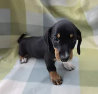 Toastato, a female Dachshund for sale in Crosby, TX – 3 of 4