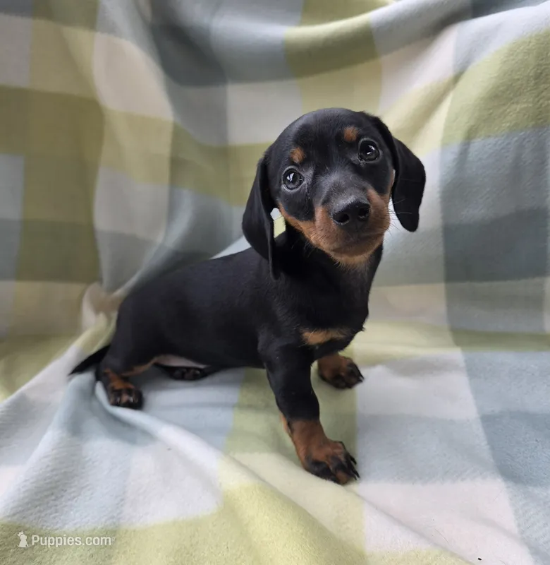Mya – Dachshund puppy for sale in Crosby, TX