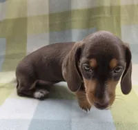 Gigi, a female Dachshund for sale in Crosby, TX – 3 of 3