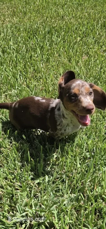 Sundrop – Dachshund puppy for sale in Crosby, TX