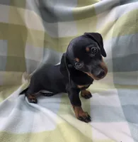 Mya, a female Dachshund for sale in Crosby, TX – 4 of 5