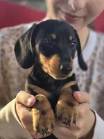 Miko, a male Dachshund for sale in Crosby, TX – Photo 1 of 8