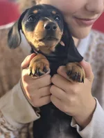 Miko, a male Dachshund for sale in Crosby, TX – Photo 2 of 8