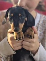 Miko, a male Dachshund for sale in Crosby, TX – Photo 8 of 8