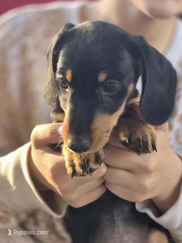 Miko – Dachshund puppy for sale in Crosby, TX