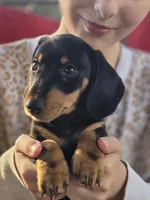 Miko, a male Dachshund for sale in Crosby, TX – Photo 6 of 8