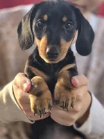 Miko, a male Dachshund for sale in Crosby, TX – Photo 5 of 8