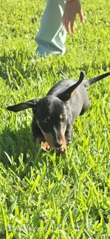 Miko – Dachshund puppy for sale in Crosby, TX