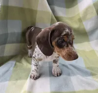 Sundrop, a female Dachshund for sale in Crosby, TX – 4 of 7