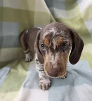 Sundrop, a female Dachshund for sale in Crosby, TX – 5 of 7