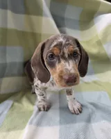 Sundrop, a female Dachshund for sale in Crosby, TX – 6 of 7
