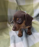 Bella, a female Dachshund for sale in Crosby, TX – 7 of 9