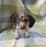 Sundrop, a female Dachshund for sale in Crosby, TX – 3 of 7
