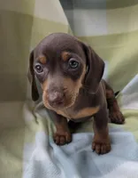 Bella, a female Dachshund for sale in Crosby, TX – 6 of 9