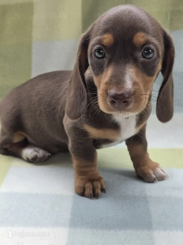Gigi – Dachshund puppy for sale in Crosby, TX