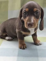 Gigi, a female Dachshund for sale in Crosby, TX – 1 of 3