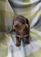 Bella, a female Dachshund for sale in Crosby, TX – 9 of 9