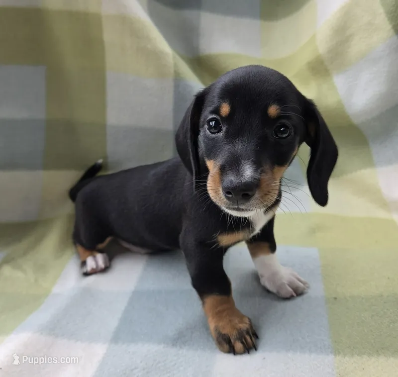 Toastato – Dachshund puppy for sale in Crosby, TX