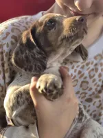 Coconut , a male Dachshund for sale in Crosby, TX – Photo 8 of 9