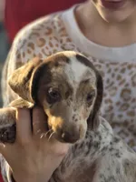 Coconut , a male Dachshund for sale in Crosby, TX – Photo 2 of 9