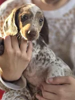 Coconut , a male Dachshund for sale in Crosby, TX – Photo 9 of 9