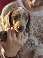 Coconut , a male Dachshund for sale in Crosby, TX – Photo 6 of 9