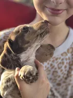 Coconut , a male Dachshund for sale in Crosby, TX – Photo 5 of 9