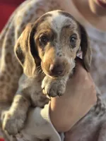 Coconut , a male Dachshund for sale in Crosby, TX – Photo 3 of 9