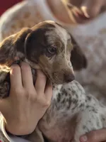 Coconut , a male Dachshund for sale in Crosby, TX – Photo 7 of 9