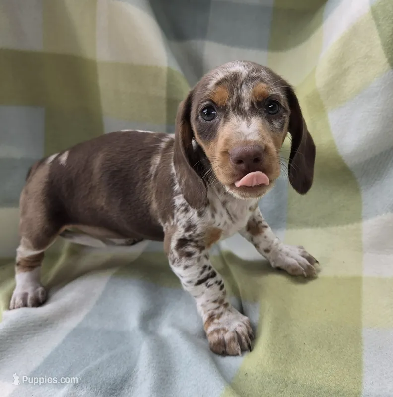 Sundrop – Dachshund puppy for sale in Crosby, TX