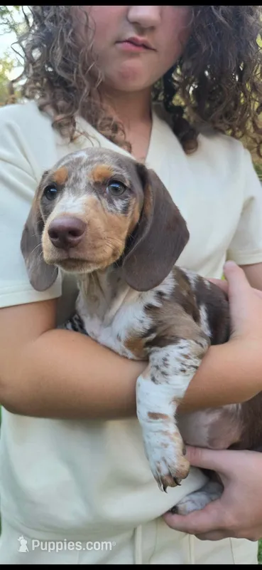 Sundrop – Dachshund puppy on hold in Crosby, TX