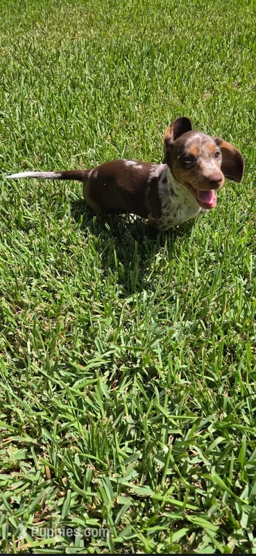 Sundrop – Dachshund puppy for sale in Crosby, TX