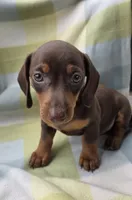 Bella, a female Dachshund for sale in Crosby, TX – 4 of 9