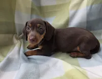 Bella, a female Dachshund for sale in Crosby, TX – 2 of 9