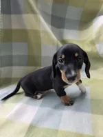 Toastato, a female Dachshund for sale in Crosby, TX – 2 of 4