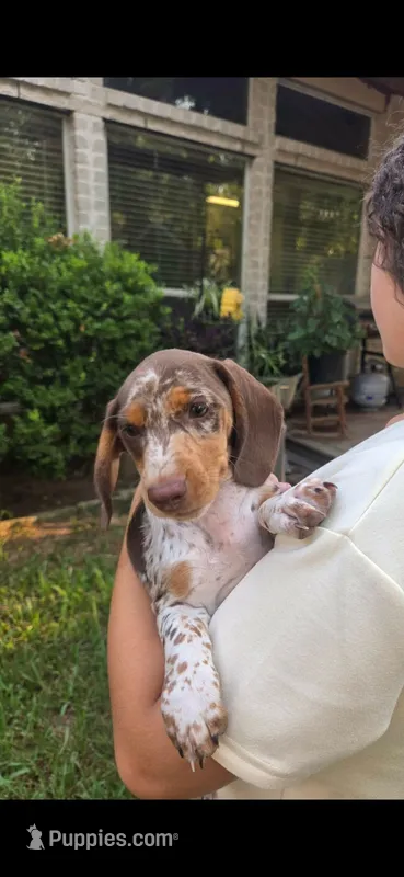 Sundrop – Dachshund puppy for sale in Crosby, TX