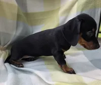Mya, a female Dachshund for sale in Crosby, TX – 5 of 5