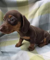 Bella, a female Dachshund for sale in Crosby, TX – 3 of 9