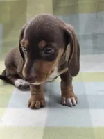 Gigi, a female Dachshund for sale in Crosby, TX – 2 of 3