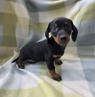 Mya, a female Dachshund for sale in Crosby, TX – 3 of 5