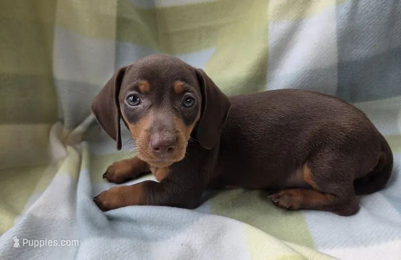Bella – Dachshund puppy for sale in Crosby, TX