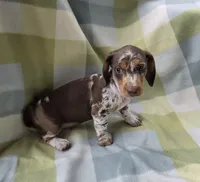 Sundrop, a female Dachshund for sale in Crosby, TX – 2 of 7